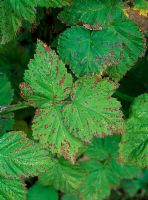 Elsinoe veneta - Raspberry cane and leaf spot on Loganberry