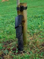 Tree Guard - Plastic wrap around guard protects sapling from rabbits