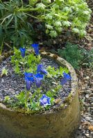 Gentiana acaulis in clay pot on gravel with Helleborus - Orchard Villa, NGS garden, Cheshire