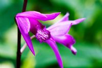 Bletilla striata