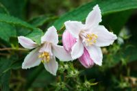 Deutzia longifolia 'Veitchii'