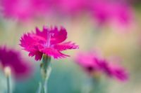 Dianthus 'Neon Star' 