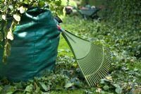 Raking up hornbeam hedge leaf cuttings after pruning