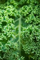 Kale 'Dwarf Green Curled' 