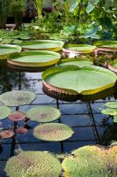 The Lily House pond with Victoria Cruziana water lily plants floating on the surface - Oxford botanical garden glasshouse