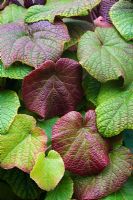 Vitis coignetiae - Crimson glory vine