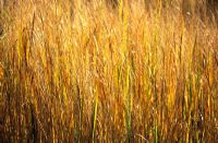 Panicum virgatum 'Northwind' - Switch Grass at Knoll Gardens, Dorset. November