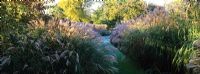 Path leading through borders of Miscanthus sinensis in frost at Knoll Gardens, Dorset. November.