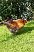 Cockerel on garden lawn