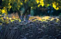 Seedheads of Achillea filipendulina 'Gold Plate' in autumn - Hermannshof Garden, Germany