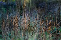 Seedheads of Phlomis russeliana, Salvia sclarea var. turkestanica, Verbascum densiflorum and Festuca mairei in autumn - Hermannshof Garden, Germany