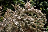 Leptospermum myrtifolium 'Silver Sheen'