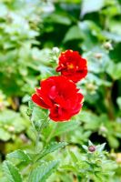 Potentilla 'Monsieur Rouillard'