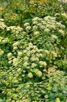 Petroselinum hortense filicinum - French flat leaved parsley  being grown to home save seed for subsequent crops