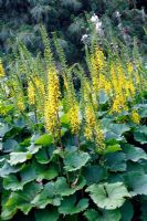 Ligularia 'Zepter' at Marwood Hill Gardens, Devon