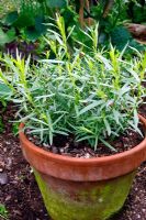 Artemisia dracunculus - French Tarragon growing in terracotta pot