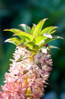 Eucomis bicolor -Pineapple Flower
