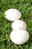 Agaricus Bisporus - Edible Mushrooms in Lawn