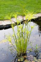 Cyperus papyrus - Egyptian Papyrus in garden pond