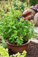 Pruning out old stems of garden mint - mentha sp to allow room new healthy growth  