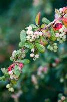 Berberis wilsoniae