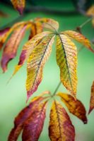 Aesculus x neglecta - autumn foliage