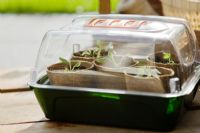 Seedlings covered with clear propagator lid