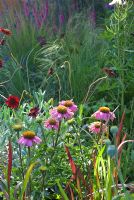 Summer border with Echinacea purpurea - The Healing Garden - RHS Hampton Court Flower Show 2009