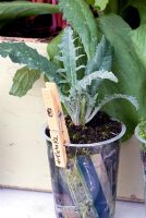 Young artichoke plants growing in a recycled plastic container