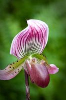 Slipper orchid - Paphiopedilum Jolly Roger 'Black Bead'