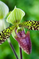 Slipper orchid - Paphiopedilum sukhakulii