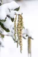 Garrya elliptica in snow. Silk-tassel bush