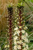 Eucomis pallidiflora 