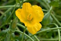 Glaucium flavum 