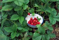 Alpine strawberries in enamel pot