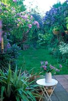 Suburban garden view with Solanum crispum 'Glasnevin' in jug on patio table