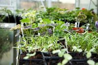 Greenhouse potted plants, Bromley Hall, NGS, April 08, UK      