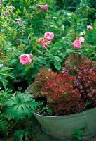 Lettuce 'Lollo Rossa' in container with roses behind