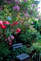 Painted blue chair in garden with Solanum crispum 'Glasnevin' and Roses