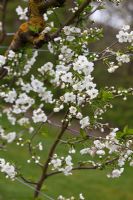 Sour Cherry Prunus 'Morello' in blossom (fan trained)