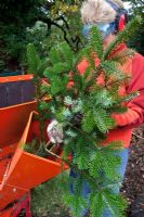 Feeding Fir branches into a domestic chipper through the chute