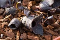 Asarum sakawanum in flower