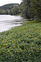 Ludwigia grandiflora, the invasive North American water primrose threatening the UK. Shown on the River Cher in France, 5 years after its first arrival in 2004