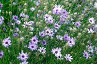 Catananche caerulea