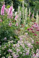 Pink and white border with Sidalcea 'Party Girl', Verbascum chaixii 'Album', Nemesia denticulata 'Confetti', Allium christophii and Knautia macedonica at Parm Place, NGS garden, Cheshire