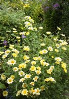 Argyranthemum 'Jamaica Primrose' at Grafton Cottage ,NGS, Barton-under-Needwood Staffordshire