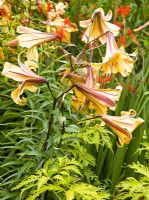 Lilium 'Golden Splendour' at Grafton Cottage , NGS, Barton-under-Needwood Staffordshire