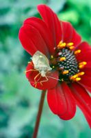 Shield Bug - Picromerus bidens on flower of Dahlia 'Bishop of Auckland'