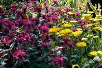 Monarda 'Gewitterwolke' with Achillea filipendulina