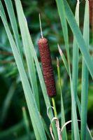 Typha angustifolia